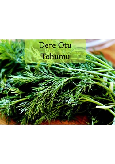 Dere Otu Tohumu 1 Paket Gönen Dere Otu Tohumu Kapalı Paket Yüksek Verimli Tohum Dereotu Tohumu