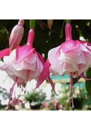 20 Adet Tohum Nadir Pembe Küpeli Çiçeği Mezarlık Kabir Çiçeği Sak