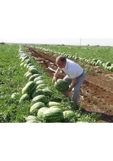 75 Adet Tohum Organik Hobi Bahçe Gerçek Diyarbakır Karpuz Tohumu