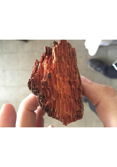 Çam Kabuğu Ekstresi (Sıvı) 200 ML