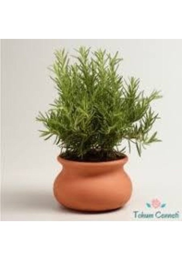 50 Adet Nadir Biberye Tohumu Biberiye Tohumu Saksı Toprak Hediye Sürpriz Hediye Tohumludur..