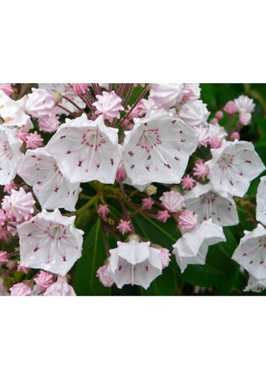 10 Adet Mountain Laurel Tohumu