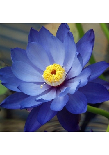 Mavi Lotus Tohumu