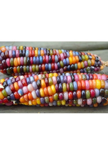 Tohum Renkli Mısır Tohumu 50 Adet