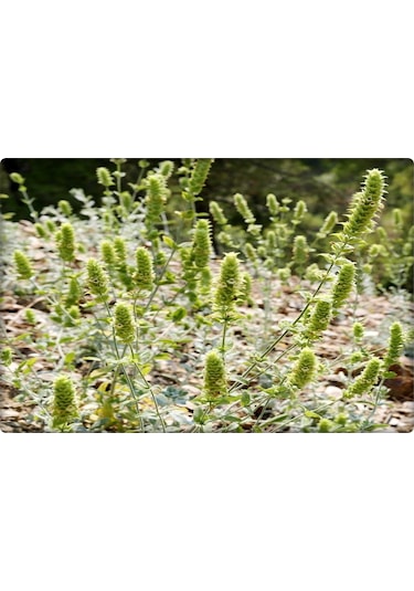 Adaçayı Tohumu 50 Adet N114287