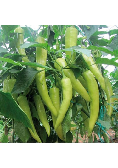Bykurt Sunagri Çarliston Biber Tohumu - Tatlı Lif Ve Çekirdeği Az Sofralık Ve Kızartmalık