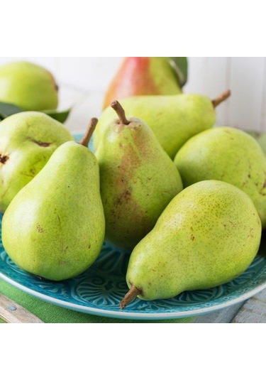 Tüplü, Aşılı, Bahri Bey Armut Fidanı