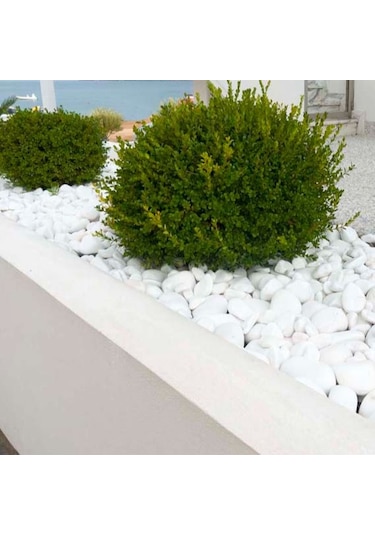 Dolomit Taşı - 6 Kg 60-100 Mm Tamburlanmış Beyaz Doğal Taş