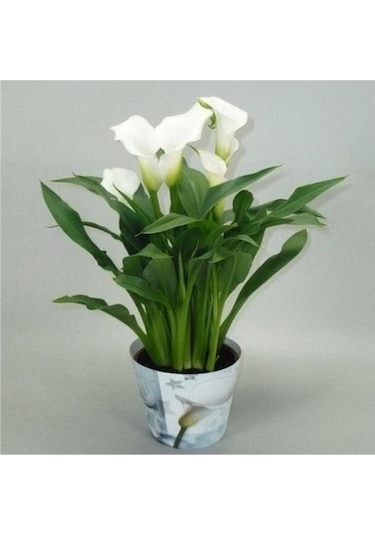 Gala Gelin Çiçeği Calla Lily Beyaz 10-20 Cm