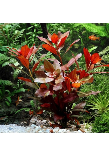 Ludwigia Repens Kusursuz Form Akvaryum Bitkisi Canlı Bitki 5 Dal