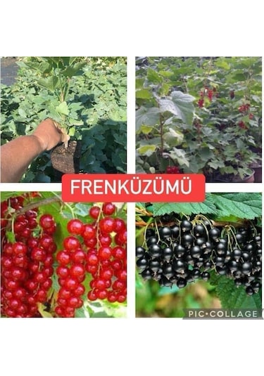 Frenk Üzümü Kırmızı+siyah 2 Adet