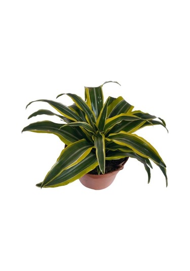 Dracaena Fragrans Lemon Lıme