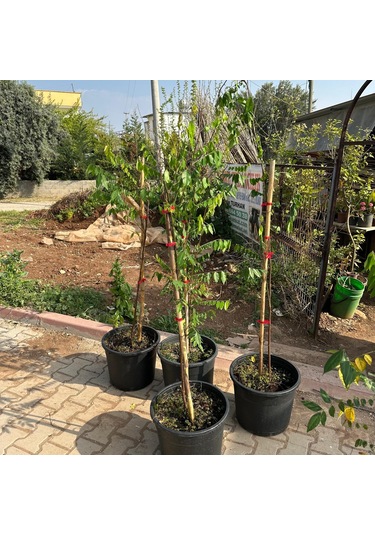 20 Lt Saksıda Meyve Verir Durumda Carambola Yıldız Meyvesi Fidanı