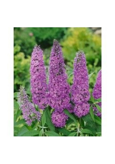 1-2 Yaş Arası Mor Kelebek Çalısı Fidanı Kelebek Çeken Zarif Çiçek