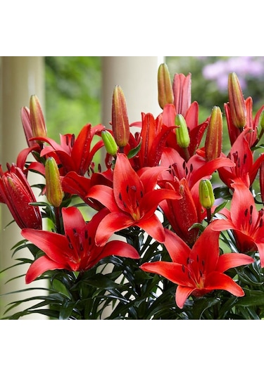 Blushing Joy Kırmızı Renkli Kokulu Zambak Soğanı 1 Adet