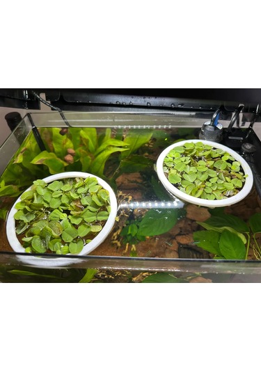 Pureysma Akvaryum Yüzen Bitki Ve Yem Halkası 3 Adet Balıklar İçin Yüzey