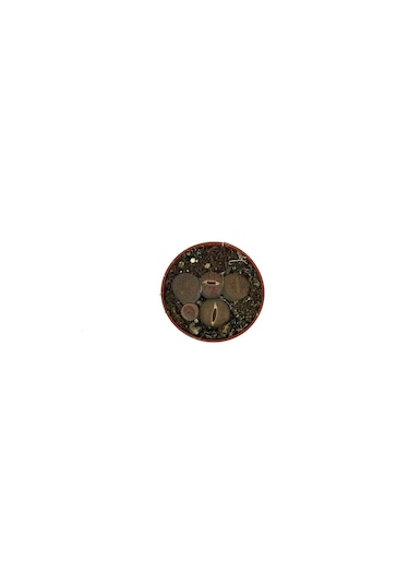 Lithops Mix (Taş Kaktüs) Ø5,5 CM Y0-10 CM