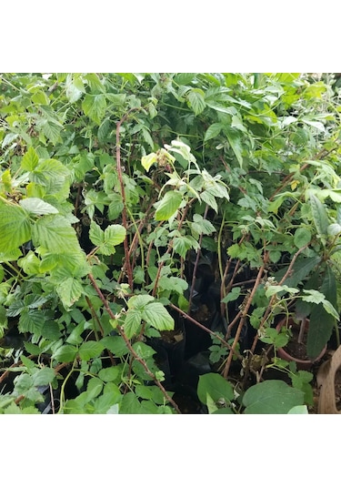 Ahududu Dikensiz Sarı+pembe+kırmızı 3 Adet