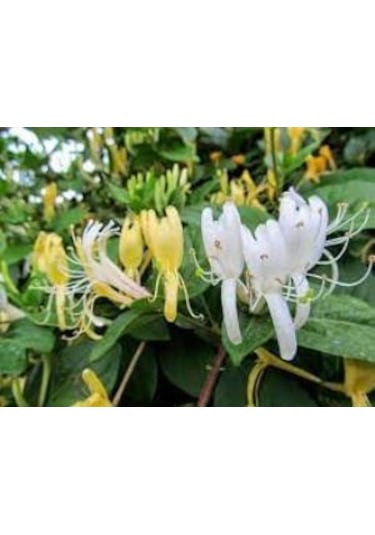 Hanımeli Lonicera Periclymenum Fidanı 15-25 Cm