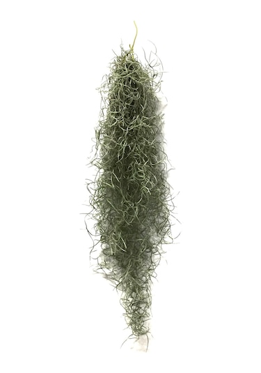 Tillandsia Usneoides (Hava Bitkisi)