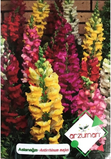 Aslanağzı Çiçeği Tohumu 100 Adet Tohum N113546