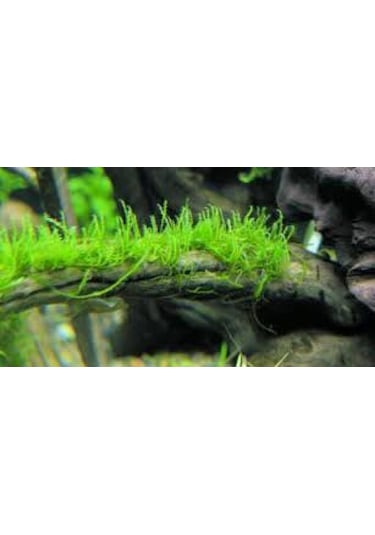Dala Sarılı Java Moss Vesicularia Dubyana