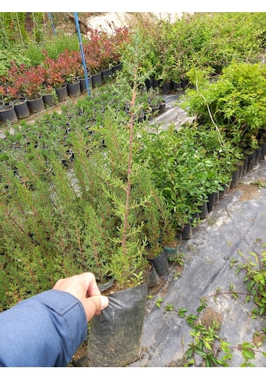 5 Adet Kara Servi (Mezarlık Servisi) Siyah Torbada 50-60 Cm.
