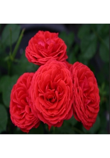 Tüplü Crimson Fc Çok Goncalı Yediveren Masal Gül Fidanı