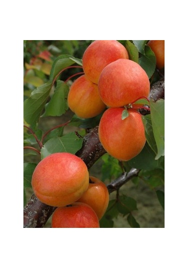 Kayısı Perfect Red 180-220 Cm Tüplü