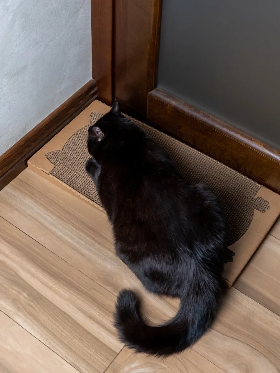 Pangur Kedi Mama Kabı Kulaklı Kırışık Karton Kedi Panguru Toguoluğu Yastığı 293410595