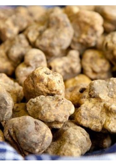 Beyaz Trüf Mantarı Tuber Magnatum Tohumu 500 Gr