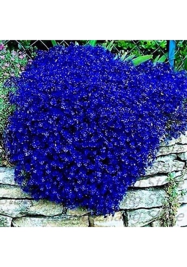15 Ader Mavi Renkli Sarkan Lobelya Çiçeği Tohumu