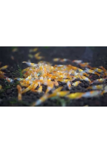 Rili Karides Turuncu 4 Ad 1-2 Cm