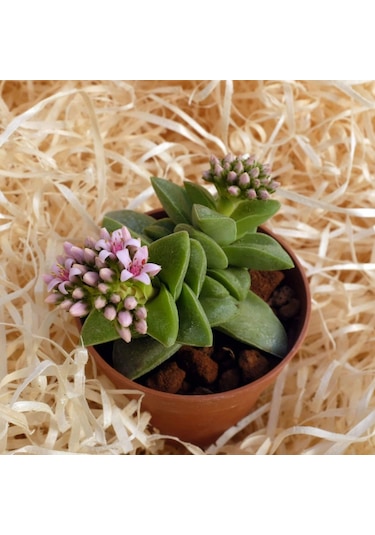Crassula Springtime - 5 Adet Sukulent - Teraryum Bitkisi