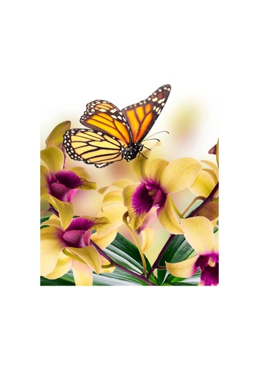 Gregorange Dekoratif 3d Kelebekler 48 Adet, İç Mekan Çıkartmaları, 208781481 Mavi