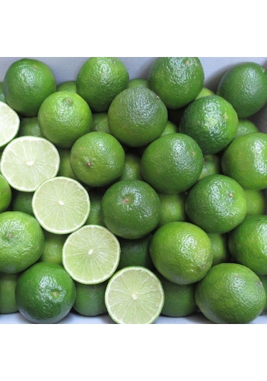 Tüplü Aşılı Nadir Meksika Lime Çekirdeksiz Limon Fidanı