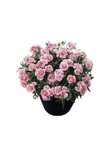 10 Adet Bodur Karanfil Çiçeği Tohumu