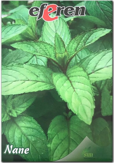 Bykurt Sunagri Nane Tohumu - Aromatik, Tıbbi Özellikli, Çok Yıllık, Kolay Yetiştirilir 100 Adet