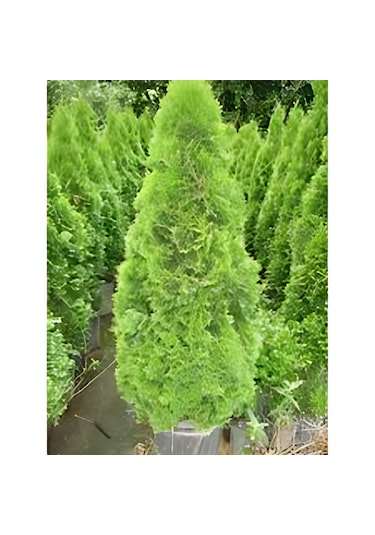 Smargat Mazı Dolgun 50 70 Cm