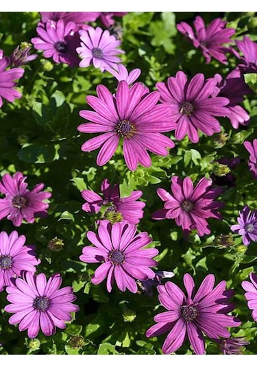 Videolu Mor 1 Adet Bodrum Papatyası Saksılı 40-55cm Purple Bodrum Daisy