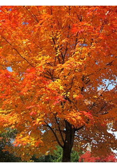 Göz Alıcı Sonbahar Renkleri İçin Şeker Akçaağaç Fidanı 2 Yaş