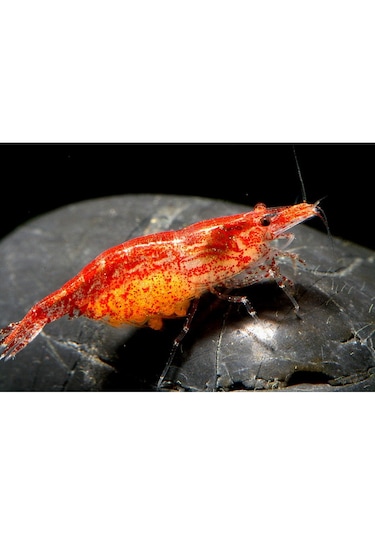 Kiraz Karides 10 Adet 1-1,2 Cm