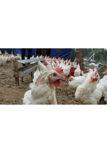 İpek Değirmen Vitaminli Hızlı Büyüten Etlik Piliç Yemi 2 Kg