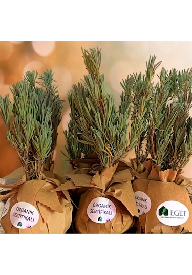 Organik Lavanta Fidesi En Güzel Armağan -12 Adet