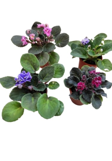 4 Adet Katmerli Afrika Menekşesi Yerli Üretim Karışık Renk