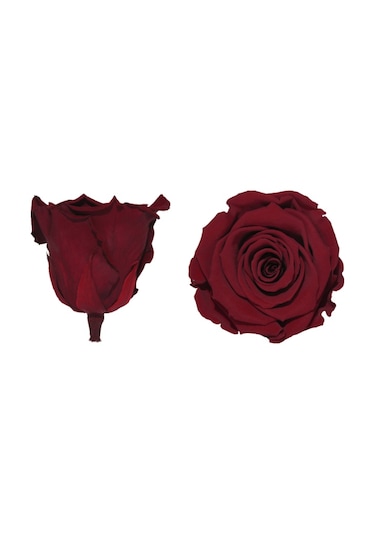 Rose Amor Kırmızı Renk Şoklanmış Solmayan Gül - Xl