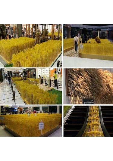 Novahub 100 Adet Doğal Kurutulmuş Çiçekler, Buğday Kulakları & Sapları, Ev Ve Düğün Dekoru Seti