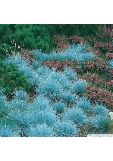Mavi Çim Festuca Glauca 30 Adet