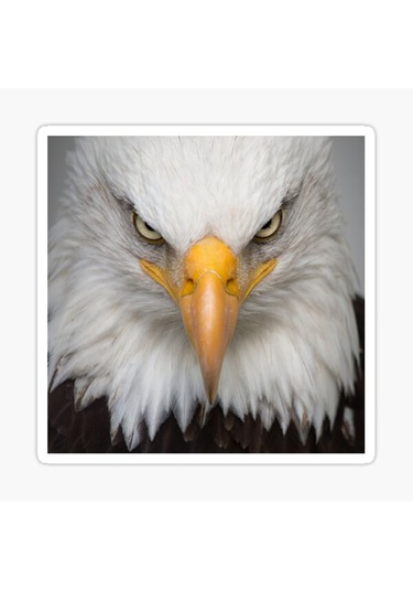 Araba Için Kartal Oto Sticker Yapıştırması Etiket 17Cm Zz7