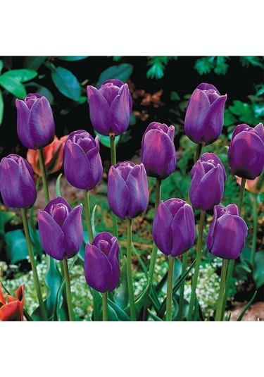 Purple Rain Mor Lale Soğanı 10 Adet